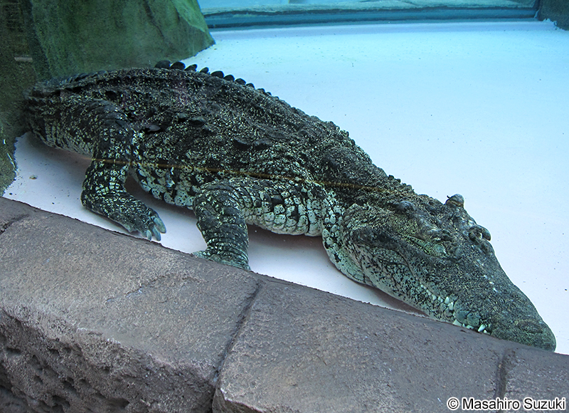 キューバワニ Crocodylus rhombifer