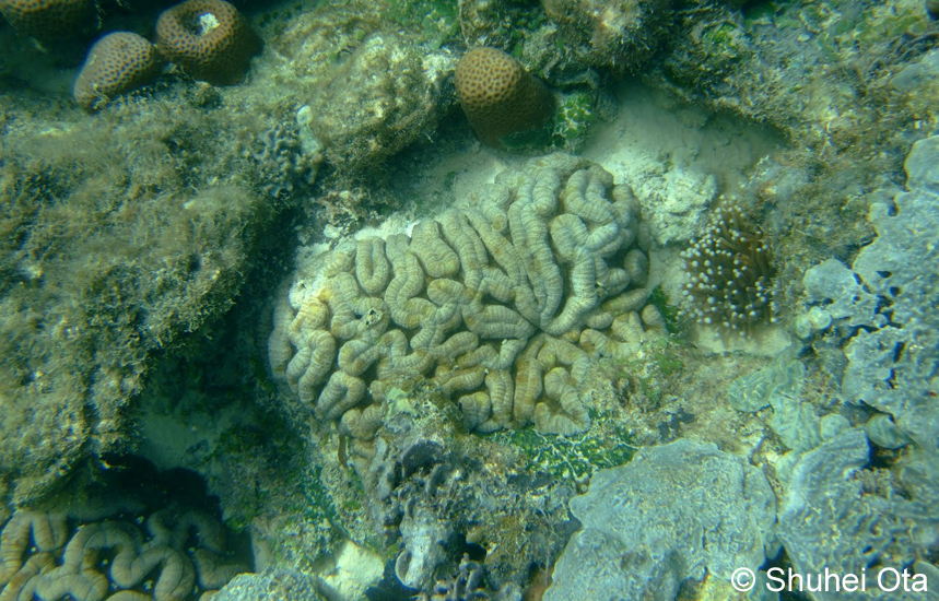 ダイノウサンゴ属 Symphyllia