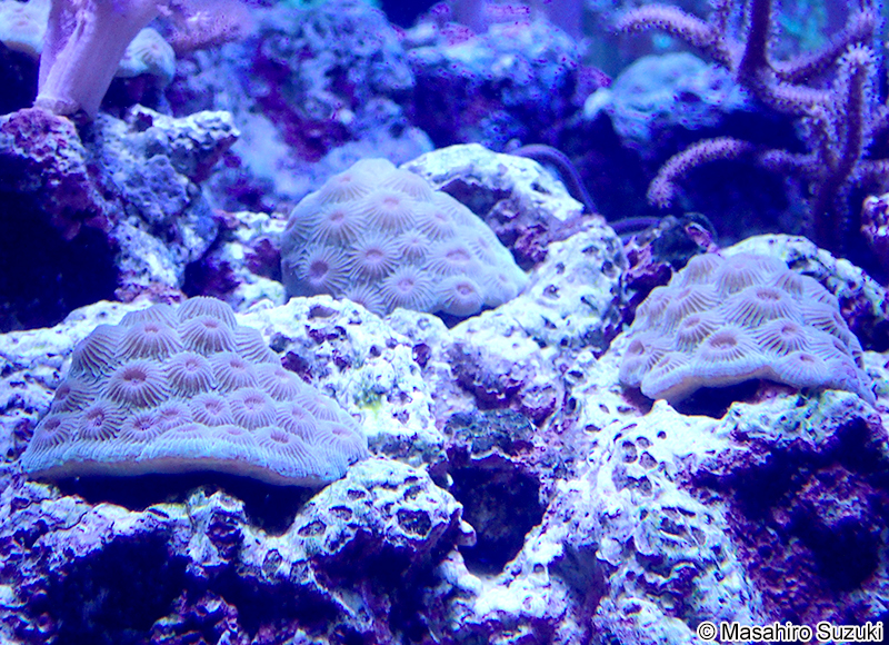 ダイオウサンゴ Diploastrea heliopora