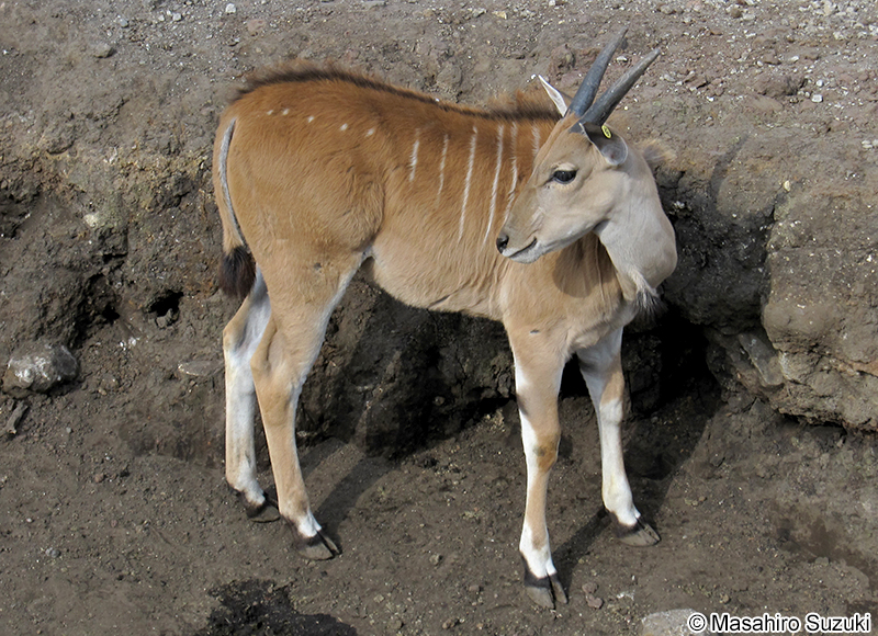 イランド Taurotragus oryx