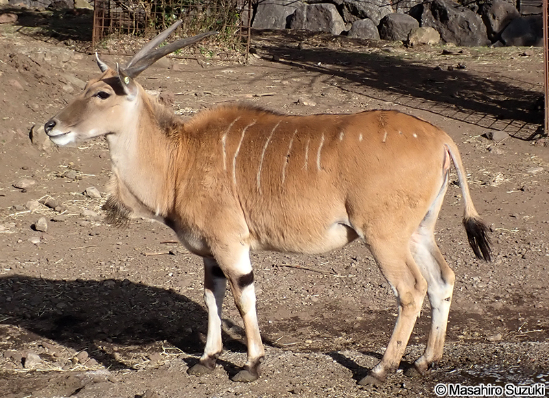 イランド Taurotragus oryx