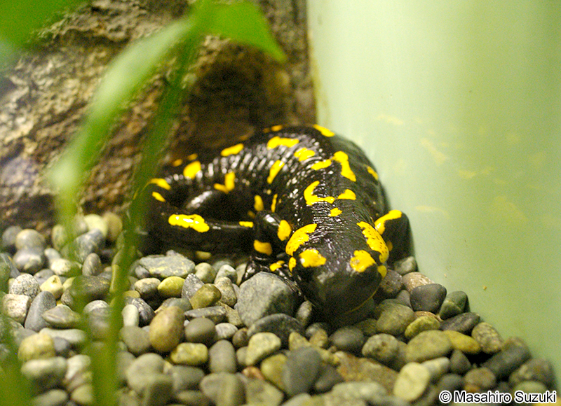 ファイアサラマンダー Salamandra salamandra