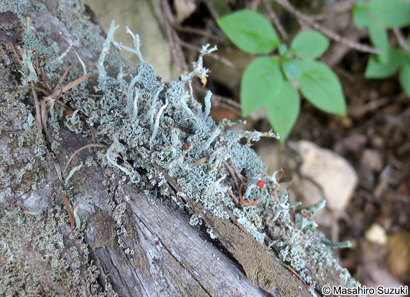 ハナゴケ属 Cladonia