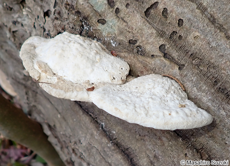 クジラタケ Polystictus orientalis (?)