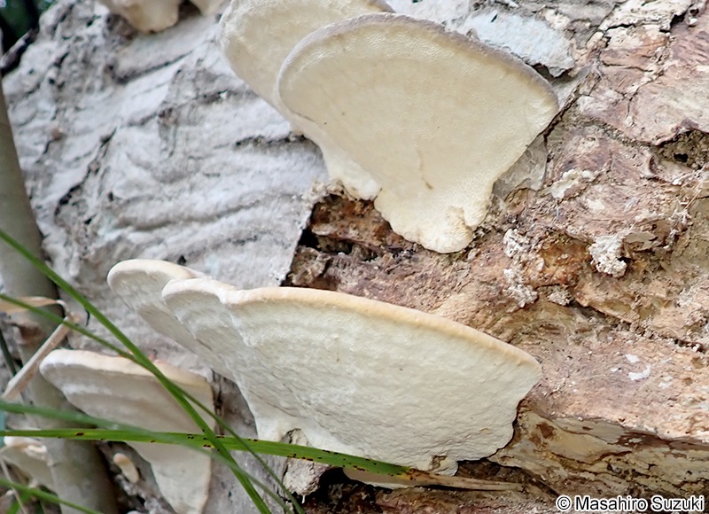 クジラタケ Polystictus orientalis (?)