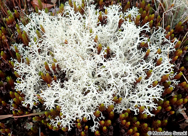 ミヤマハナゴケ Cladonia stellaris
