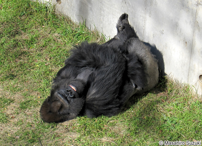 ニシゴリラ Gorilla gorilla