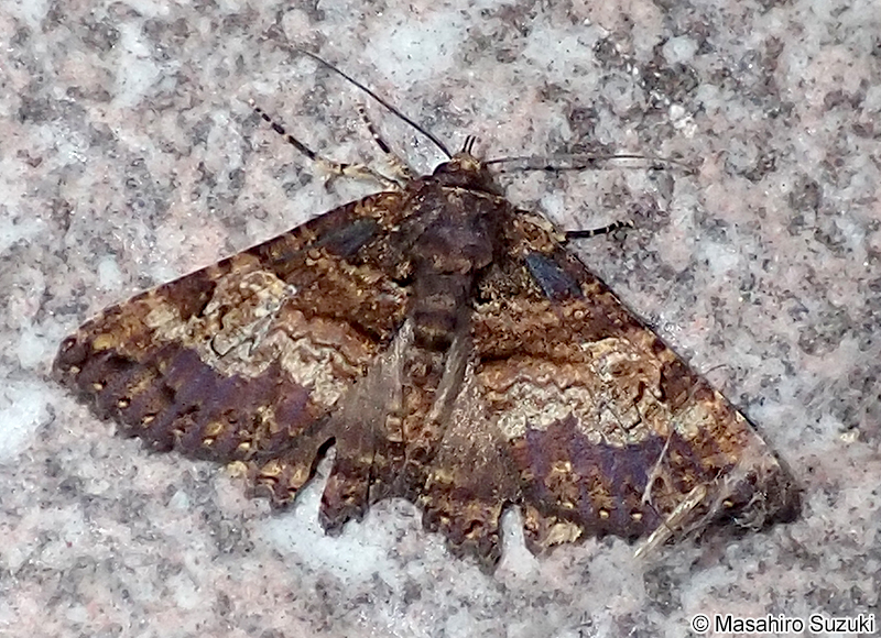 ハガタクチバ Daddala lucilla