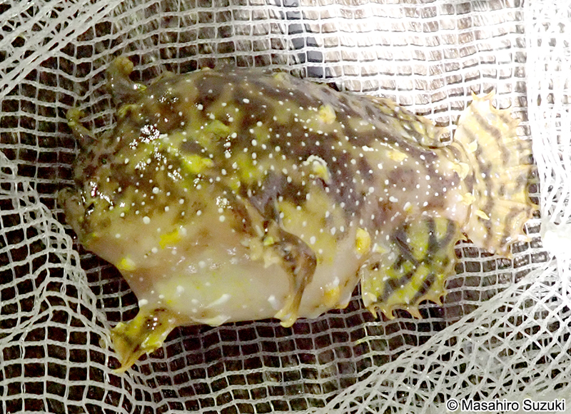 ハナオコゼ Histrio histrio