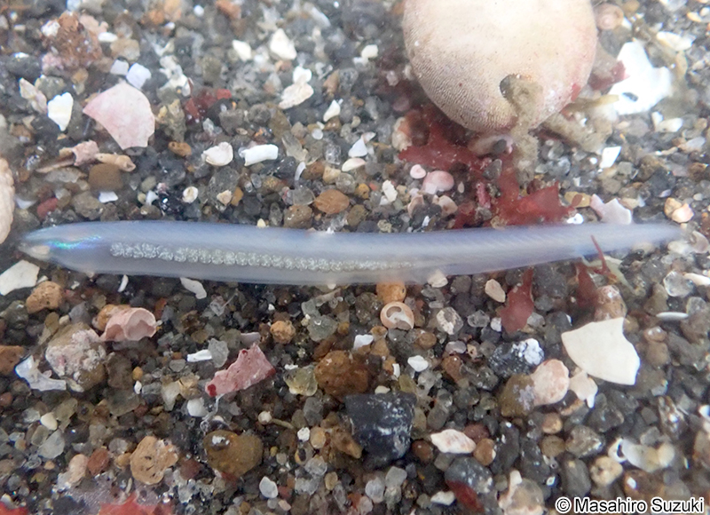 ヒガシナメクジウオ Branchiostoma japonicum