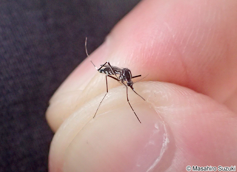 ヒトスジシマカ Aedes (Stegomyia) albopictus