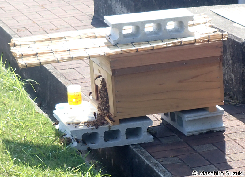 オオスズメバチに襲撃されたセイヨウミツバチの巣箱