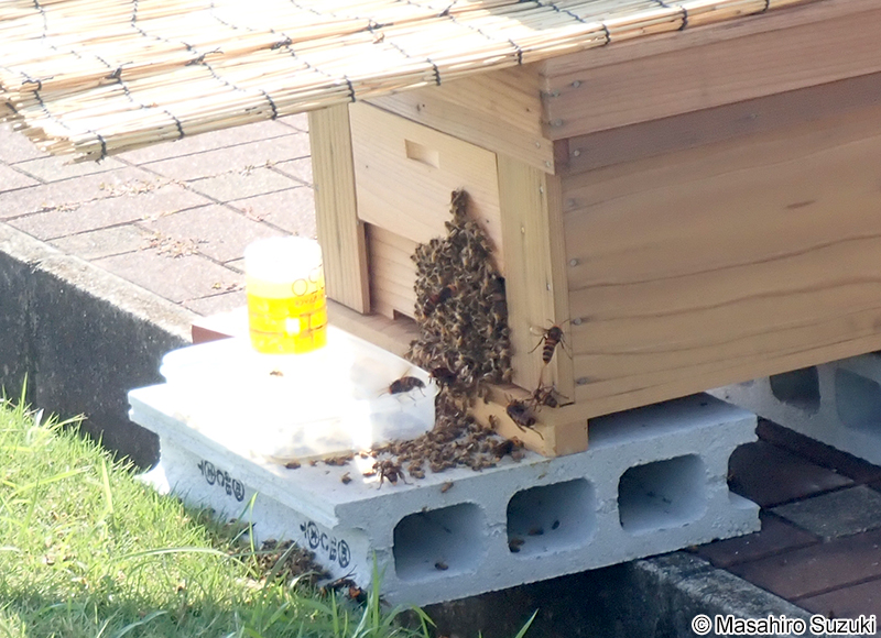 オオスズメバチに襲撃されたセイヨウミツバチの巣箱