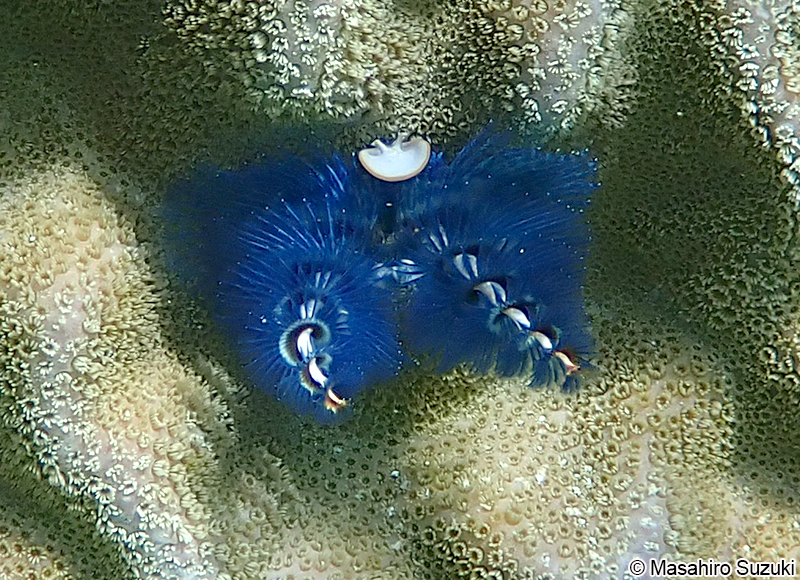 イバラカンザシ Spirobranchus giganteus