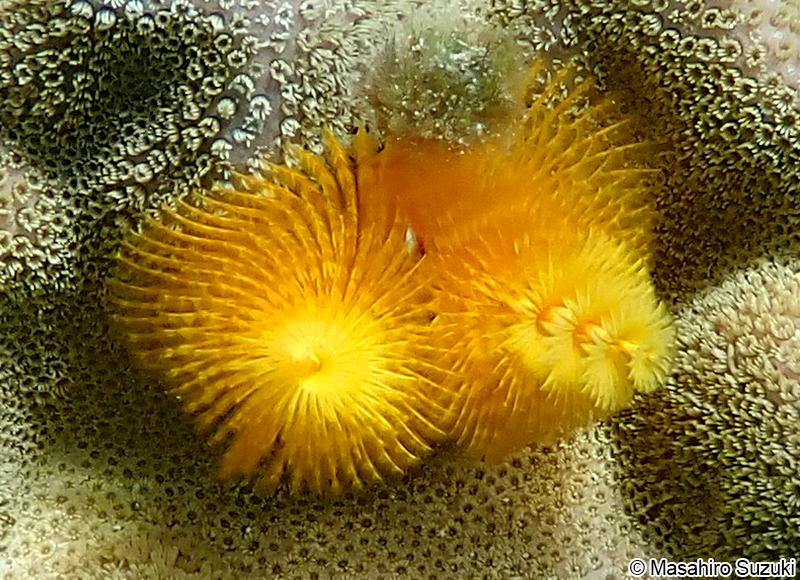 イバラカンザシ Spirobranchus giganteus