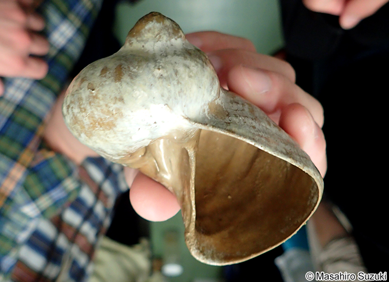 キンカライソギンチャク（Stylobates sp.）の殻