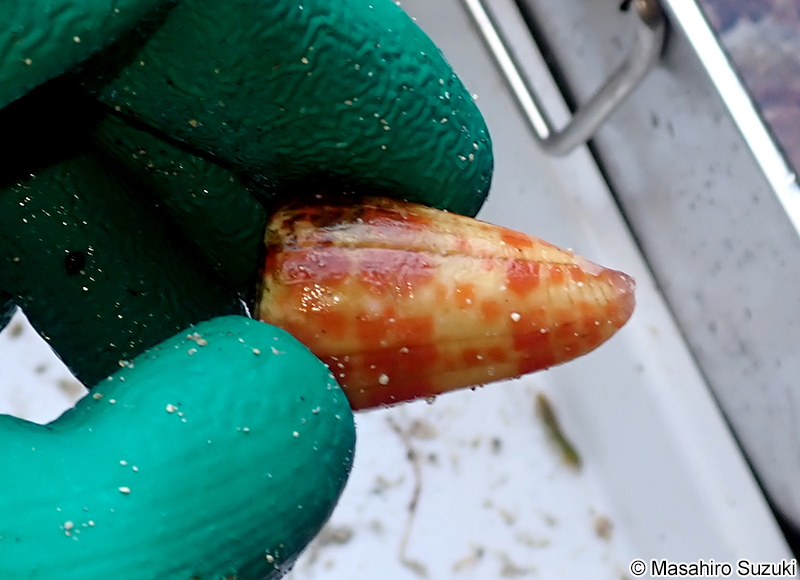 イモガイ科の一種 Conidae sp.