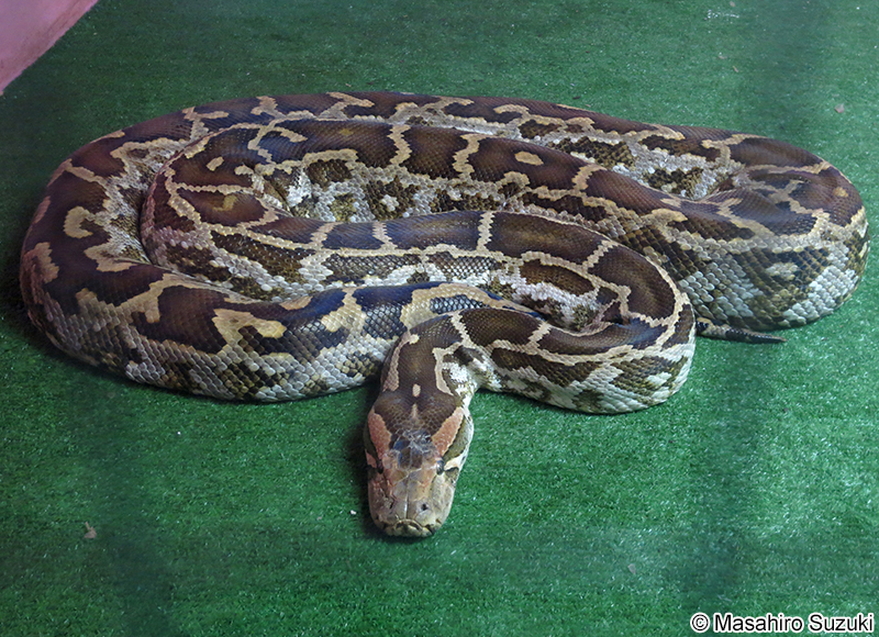 インドニシキヘビ Python Molurus