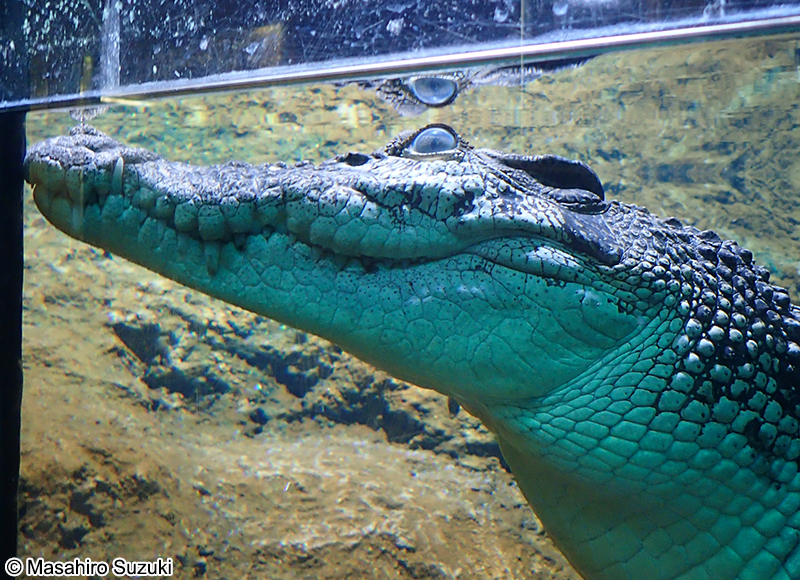 イリエワニ Crocodylus porosus