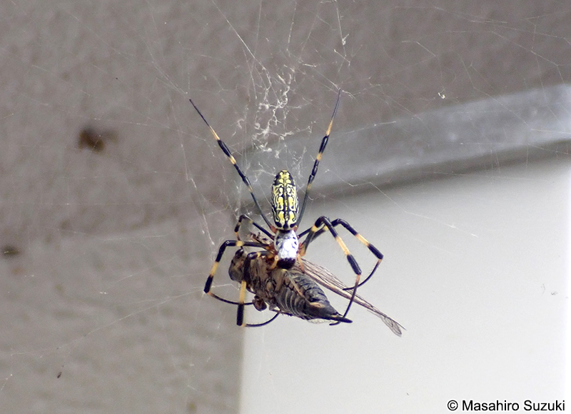日本限定 ミキロコス 女郎蜘蛛 クモ 天敵 害虫 忌避 無農薬