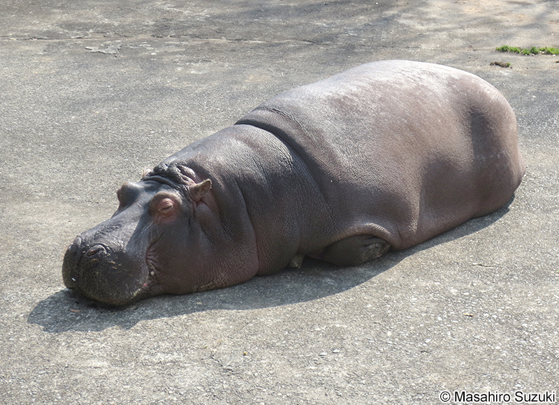 カバ Hippopotamus amphibius
