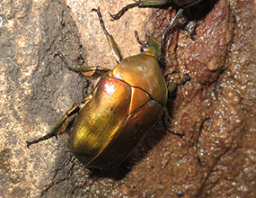 コガネムシ科 Family Scarabaeidae