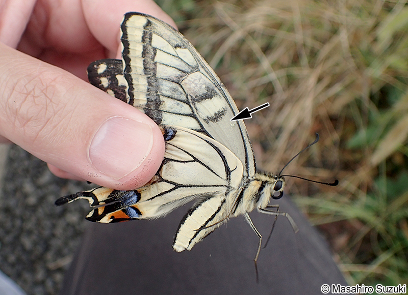 キアゲハ Papilio machaon