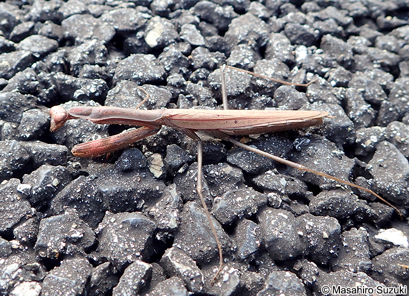 コカマキリ Statilia maculata
