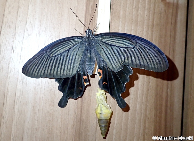 クロアゲハ Papilio protenor demetrius