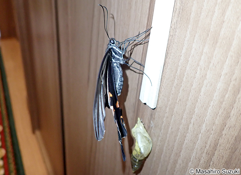 クロアゲハ Papilio protenor demetrius