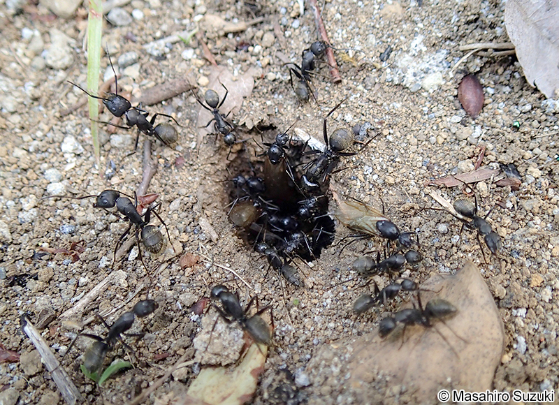 クロオオアリ Camponotus japonicus