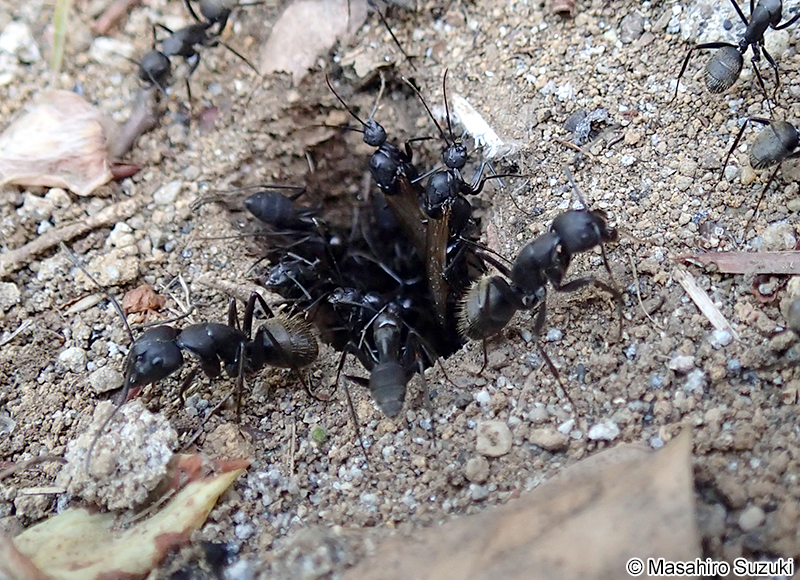 クロオオアリ Camponotus japonicus