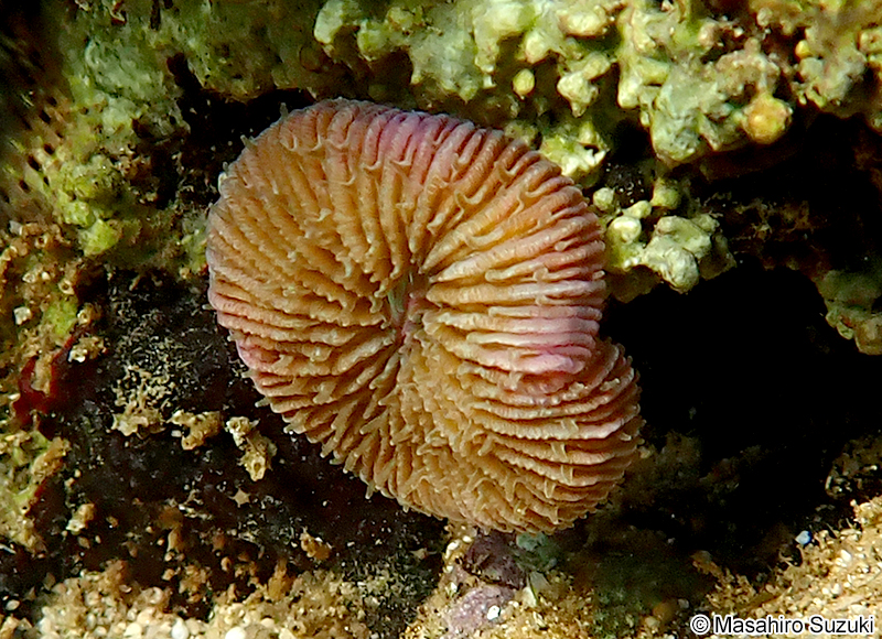 クサビライシ科の1種 Fungiidae sp.