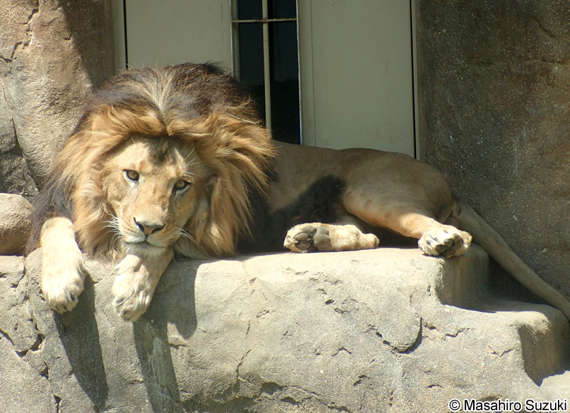 ライオン Panthera leo