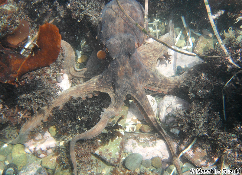 マダコ Octopus sinensis