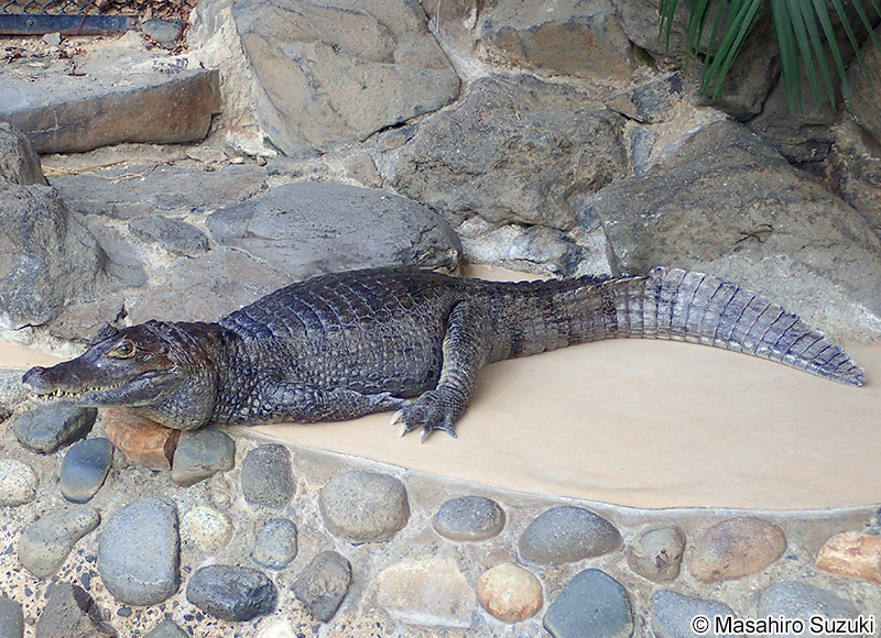 メガネカイマン Caiman crocodilus