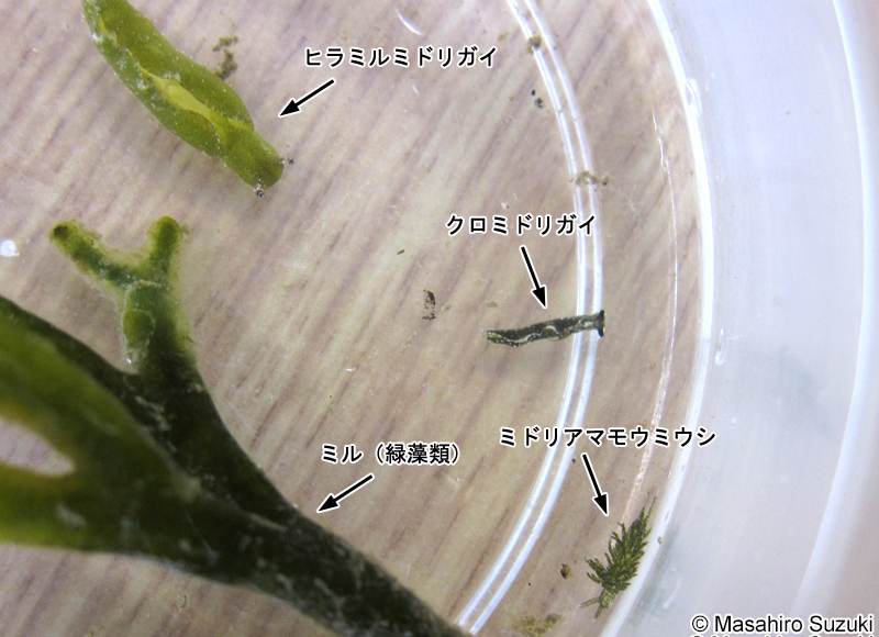 ミルの体上に生息するウミウシ類