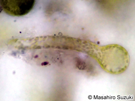 ミドリアマモウミウシの背側突起内の盗葉緑体