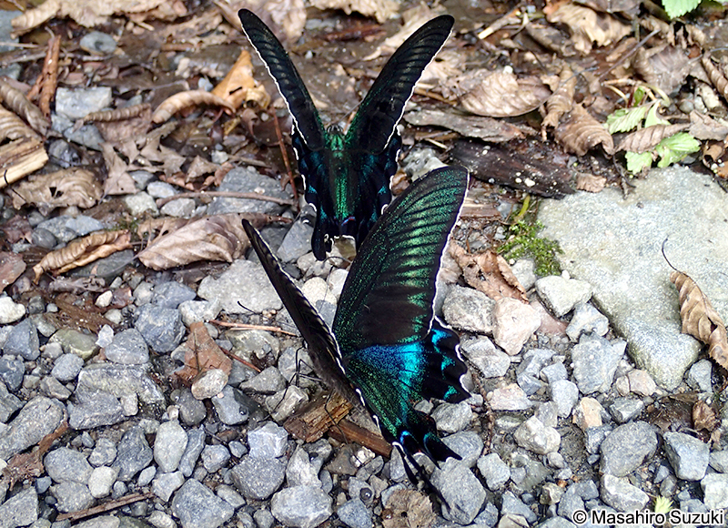 ミヤマカラスアゲハ Papilio maackii