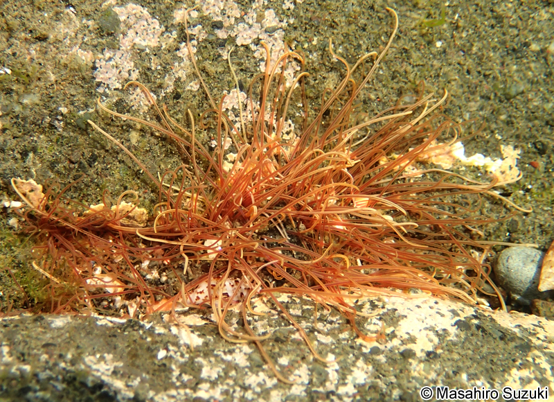 ミズヒキゴカイ Cirriformia tentaculata