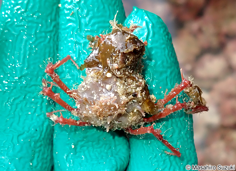 モガニ科の一種 Epialtidae