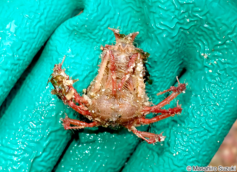 モガニ科の一種 Epialtidae