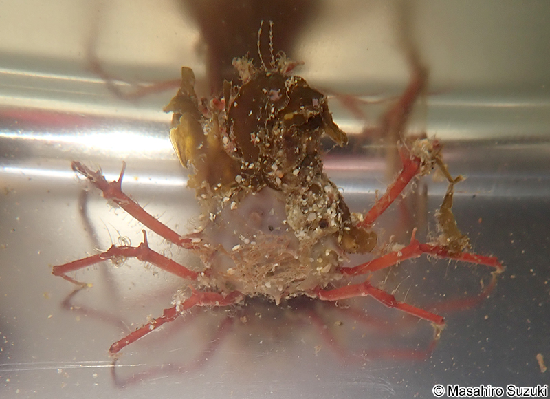 モガニ科の一種 Epialtidae