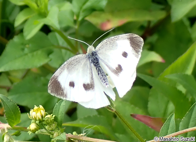 モンシロチョウ Pieris rapae