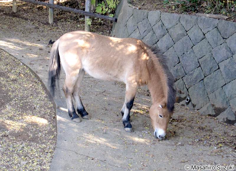 モウコノウマ Equus ferus przewalskii