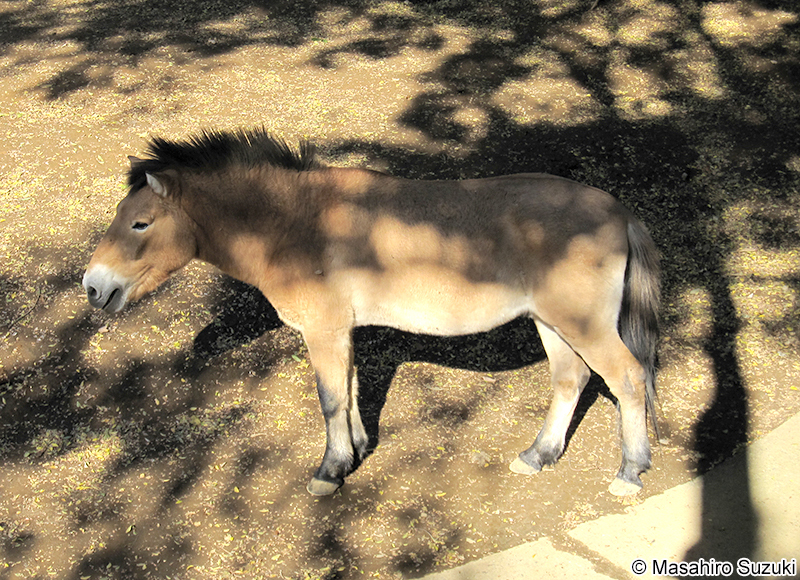 モウコノウマ Equus ferus przewalskii
