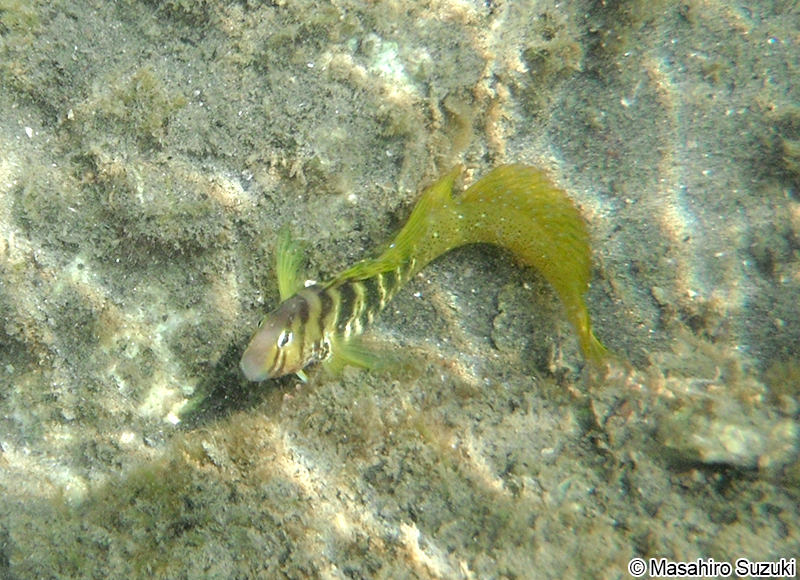 ナベカ Omobranchus elegans