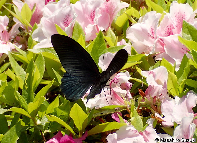 ナガサキアゲハ Papilio memnon