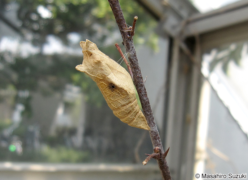 ナミアゲハの蛹