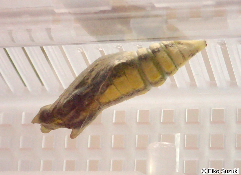 ナミアゲハの羽化直前の蛹